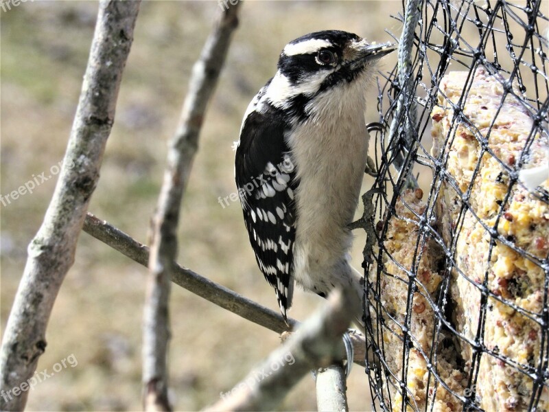 Woodpecker Downy Downy Woodpecker Bird Closeup