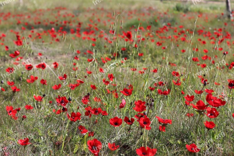 Red Flowers Nature Spring Free Photos