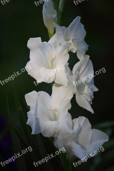 Flower Floral Plant White Gladiolus