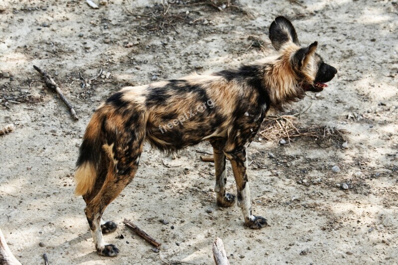 Lycaon Fauna Wild Sigean France