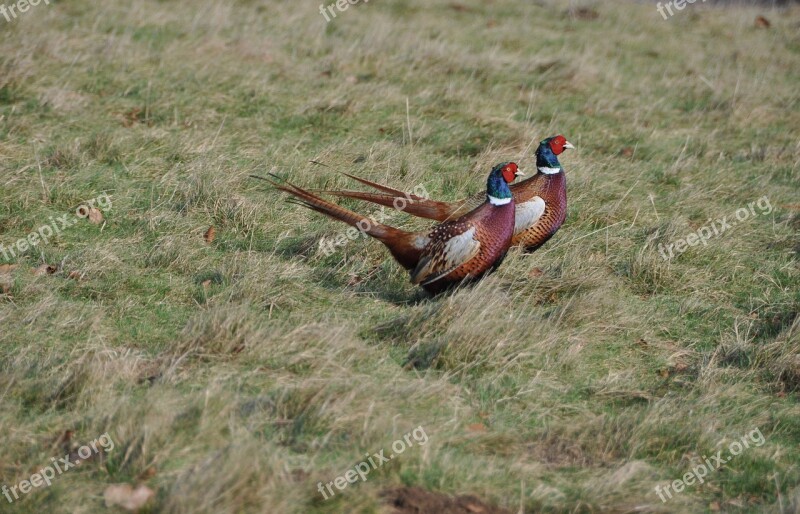 Pheasants Running Amusing Expresssion Wildlife England