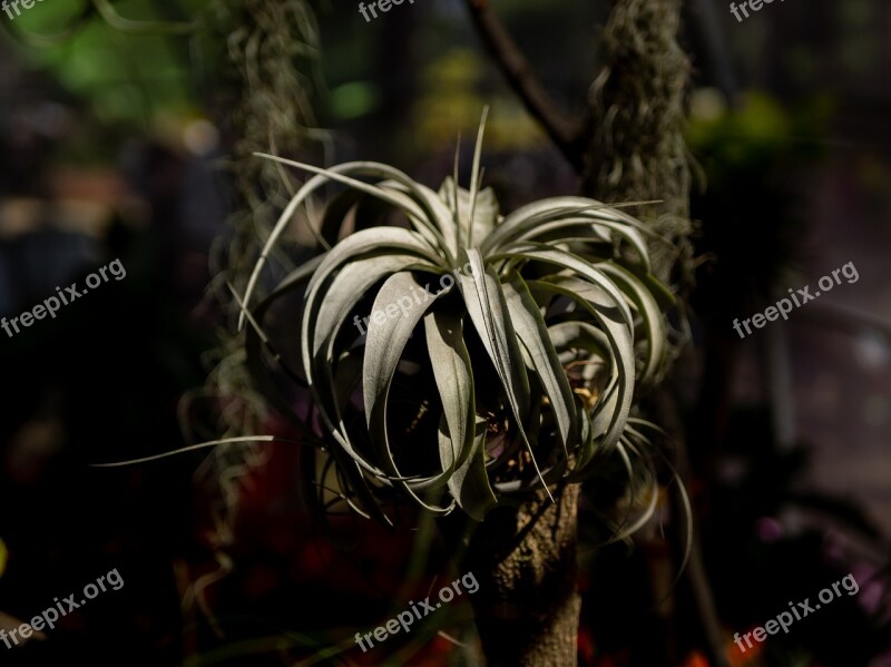 Cactus Leaf Cactus Flower The Park Shadow