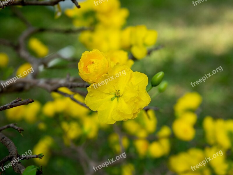 Leopard Spring Vietnam Vietnamese Tet Home