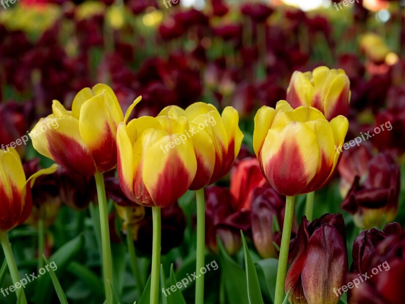 United Tu-lip Flower Beautiful Flowers Dutch Flowers The Park