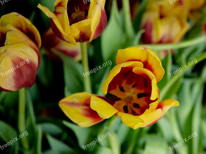 United Tu-lip Flower Beautiful Flowers Dutch Flowers The Park