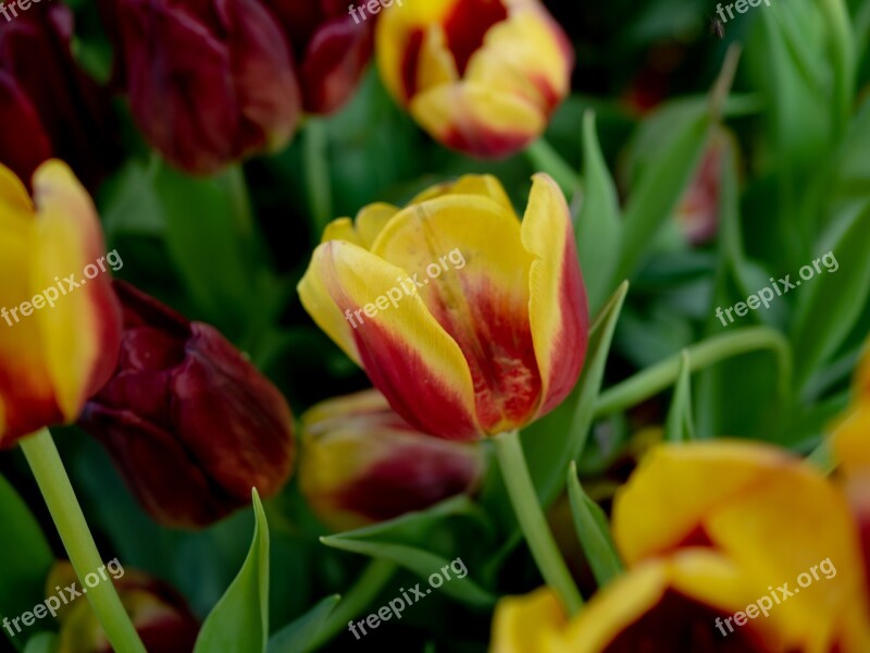 United Tu-lip Flower Beautiful Flowers Dutch Flowers The Park