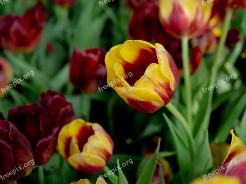 United Tu-lip Flower Beautiful Flowers Dutch Flowers The Park