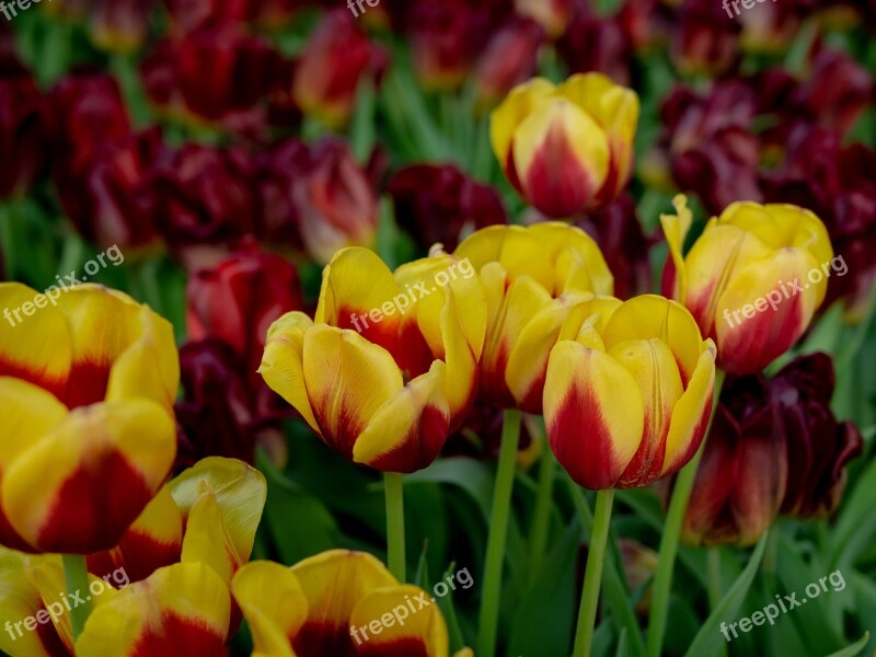 United Tu-lip Flower Beautiful Flowers Dutch Flowers The Park