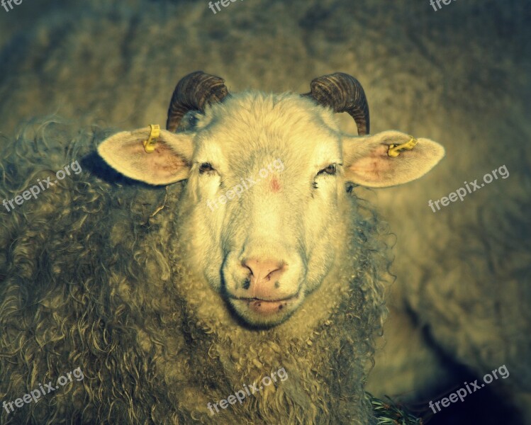 Sheep Wool Portrait Funny Face