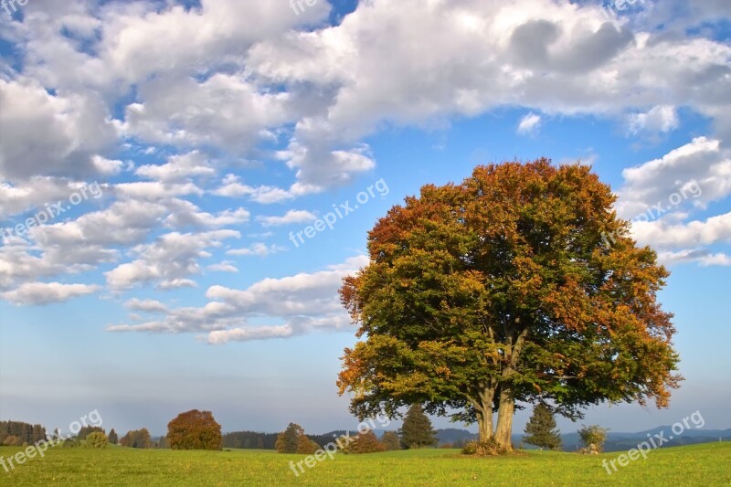 Beech Tree Autumn Deciduous Tree Fagus