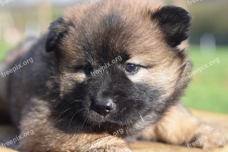 Dog Bitch Puppy Eurasier Puppy Eurasier Female