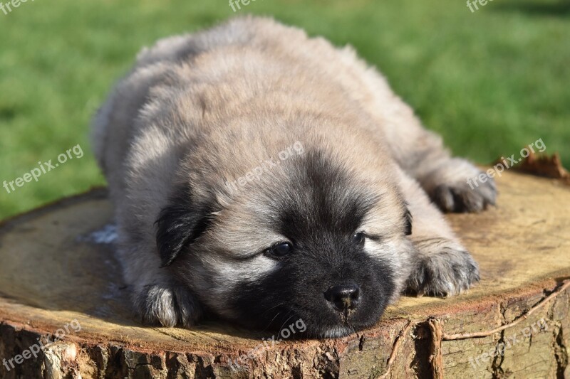 Dog Puppy Eurasier Puppy Puppy Lie Down Male Puppy Pongo