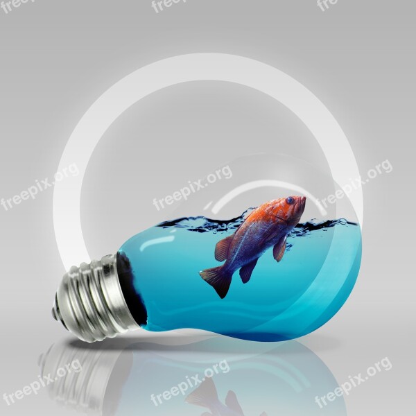 Bulb Fish Light Free Photos