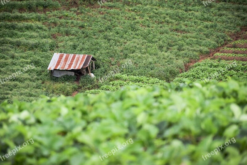 Nature Vegetable Garden Vegetable Garden Shack