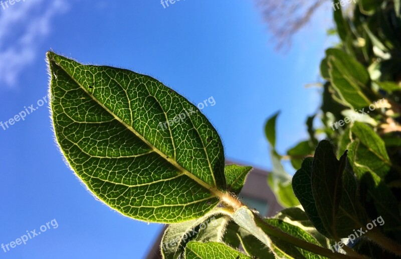 Leaves Leaf Green Nature Sky