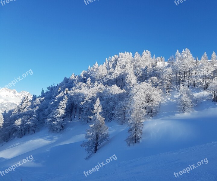 Trees Bizarre Blue Spruce Frost