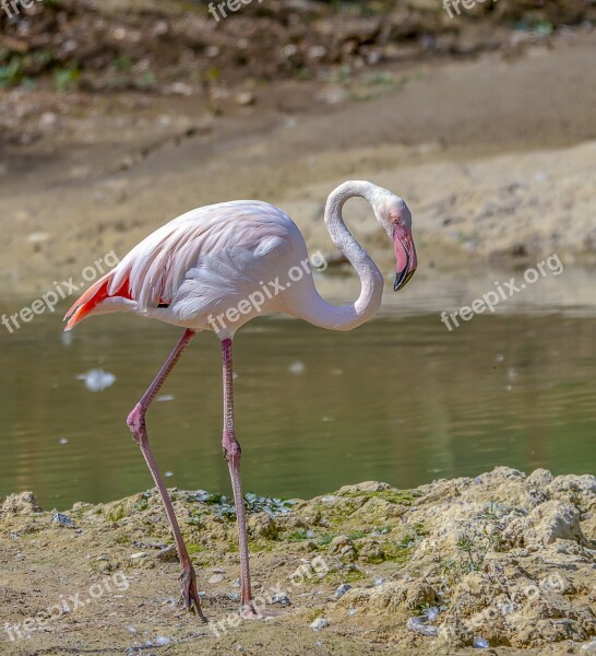 Flamingo Bird Pink Colorful Nature