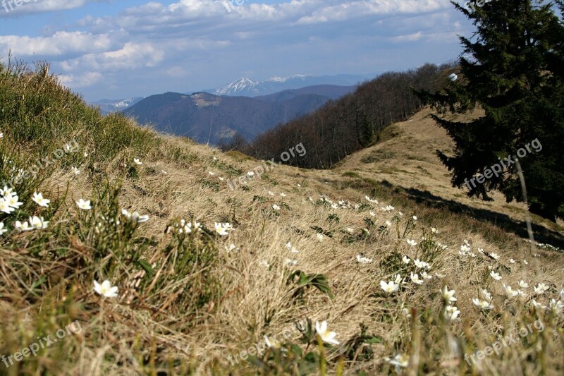 Mountains Forest Glade Snow Spring