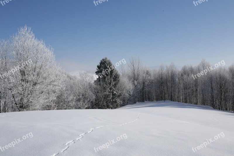 Nature Forest Mountains Landscape Snow