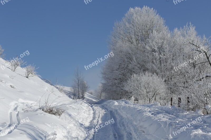 Nature Forest Mountains Landscape Tree