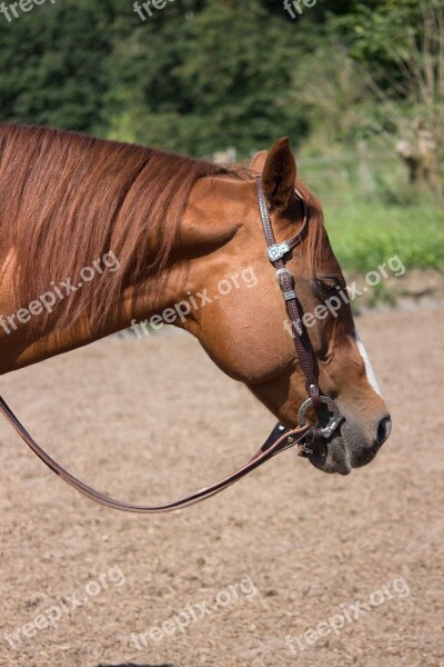 Horse Western Horse Head Tired Free Photos