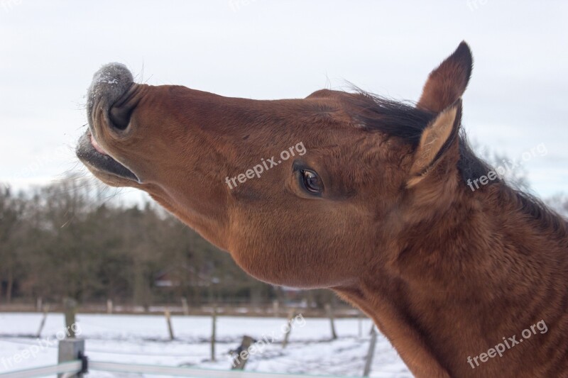 Horse Western Horse Kiss Funny Free Photos