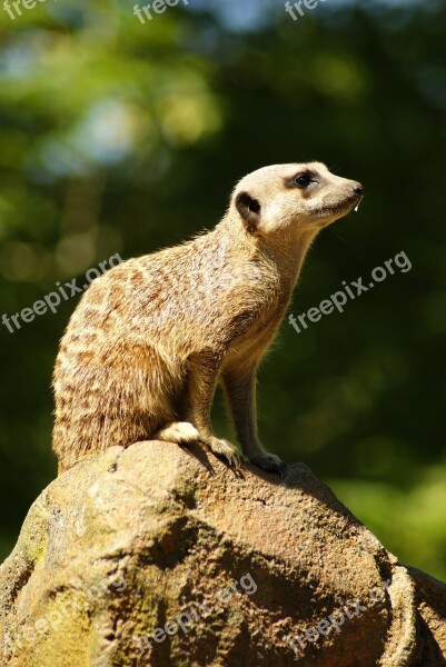 Meerkat Animal Zoo Mammal Sit