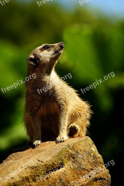 Meerkat Animal Animals Portrait Sit