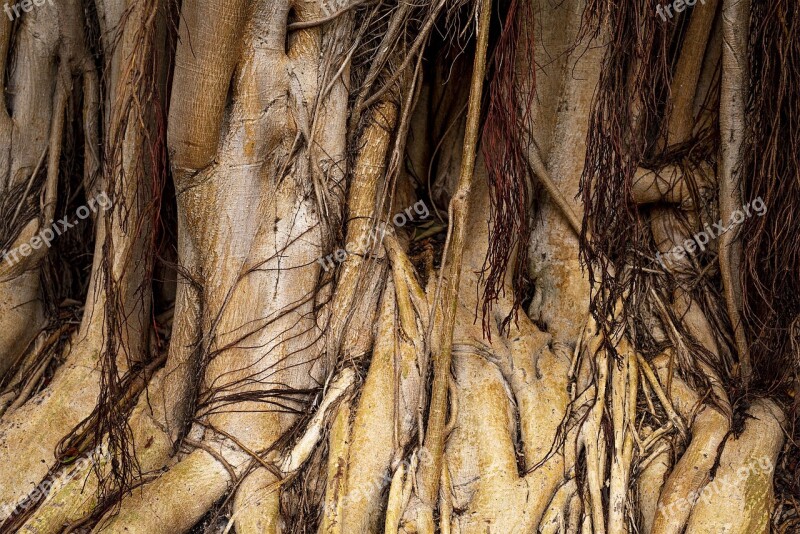 Canary Islands Root Ficus Tree Gran Canaria