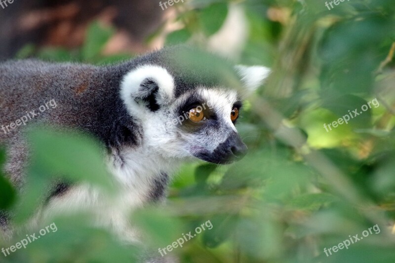 Ring Tailed Lemur Primate Lemur Madagascar Zoo