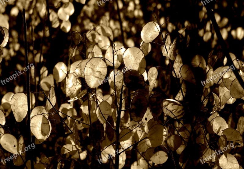 Silver Leaf Lunaria Horticultural Silver Leaf Plant Free Photos