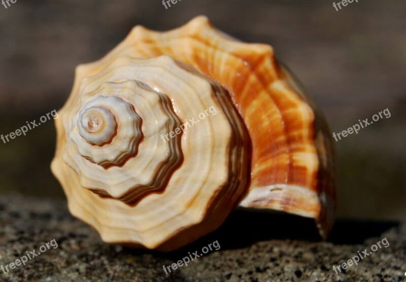 Fibonacci Spiral Seashell Spiritual Science