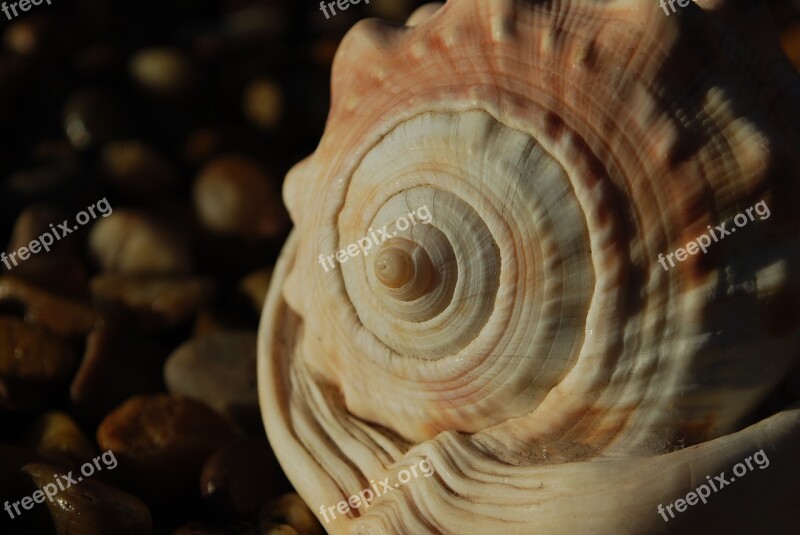 Fibonacci Spiral Seashell Spiritual Science