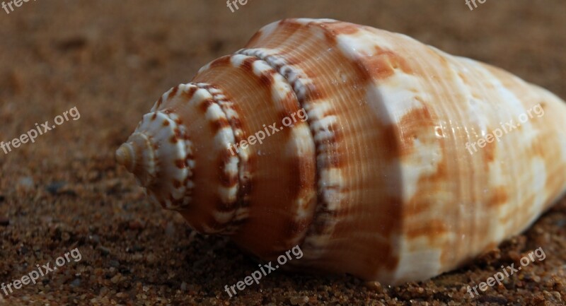 Fibonacci Spiral Seashell Spiritual Science