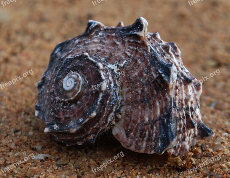 Fibonacci Spiral Seashell Spiritual Science