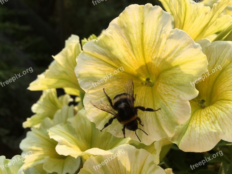 Mini Petunia Hummel Yellow Flower Insect Collect