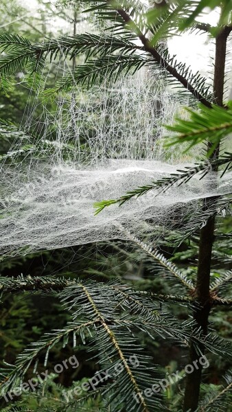 Cobwebs Cobweb Case Web Free Photos