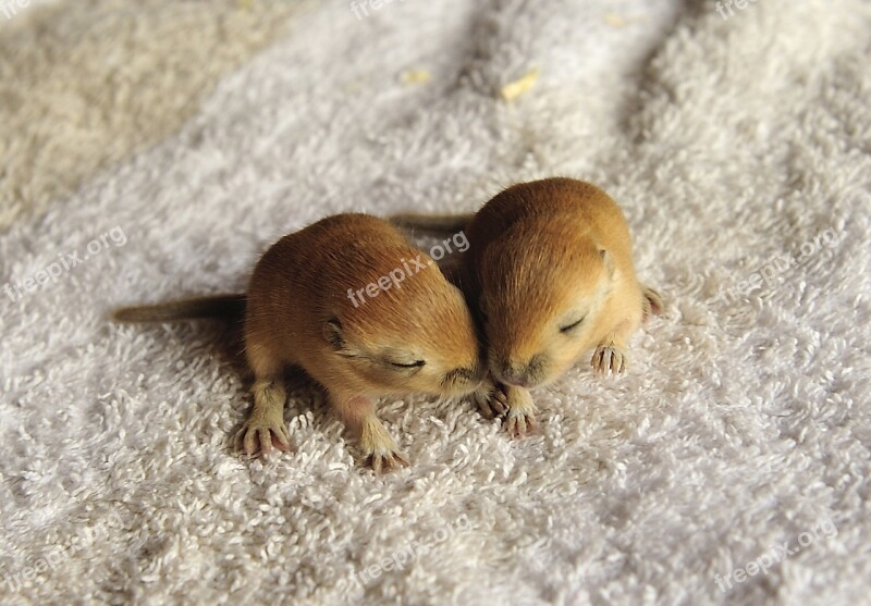 Racing Mouse Gerbils Two Weeks Old Rodent Pet