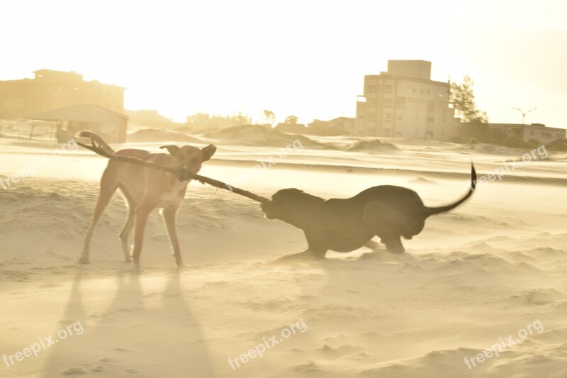 Dog Mascot Revelry Joy Beach