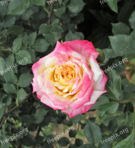 Rose Flower Floral Pink Pretty