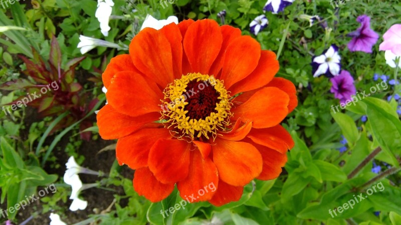 Zinnia Nature Flowers In The Summer Of Garden