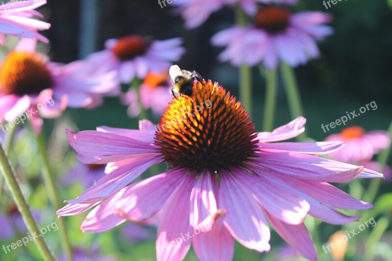 Mason Bee Flower Bee Nature Pollination