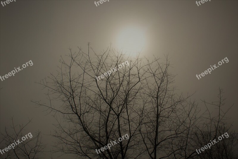 Fog Foggy Landscape Haze Trees