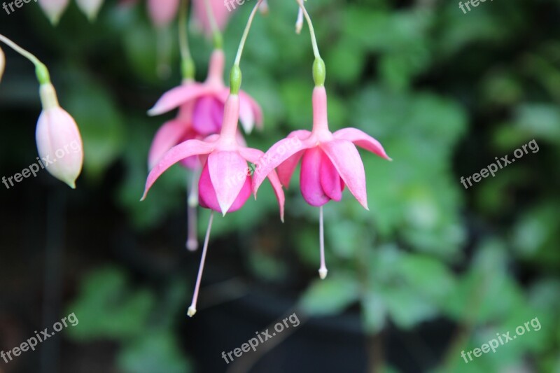 Fushia Fushia Pink Flowers Fushia Flowering Free Photos