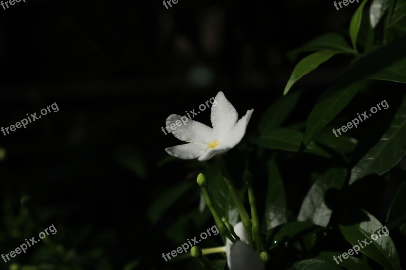 Flower Apocynaceae Nature Free Photos