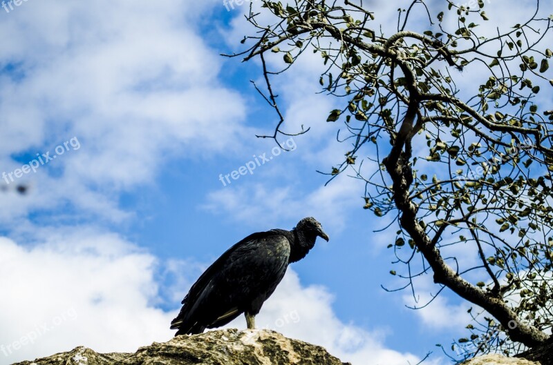 Vulture Bird Paige Free Photos