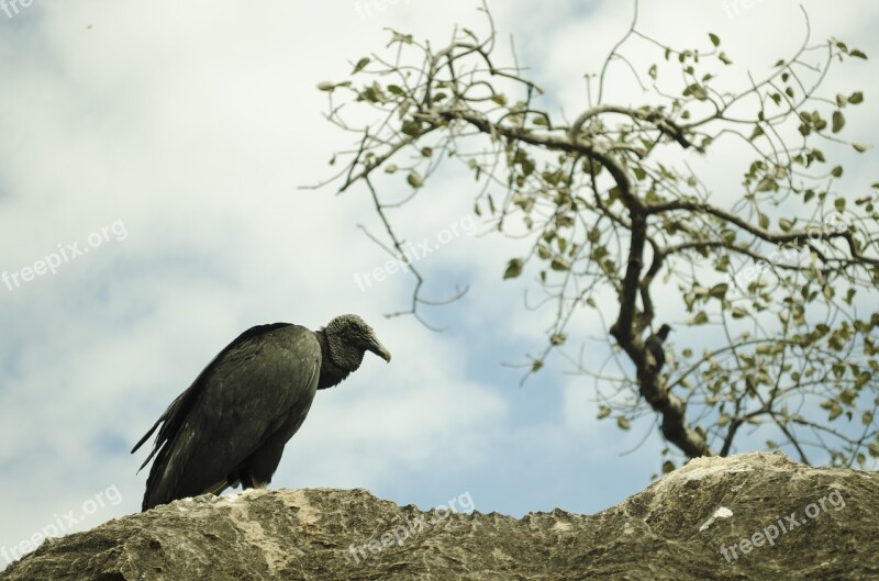 Vulture Bird Paige Free Photos