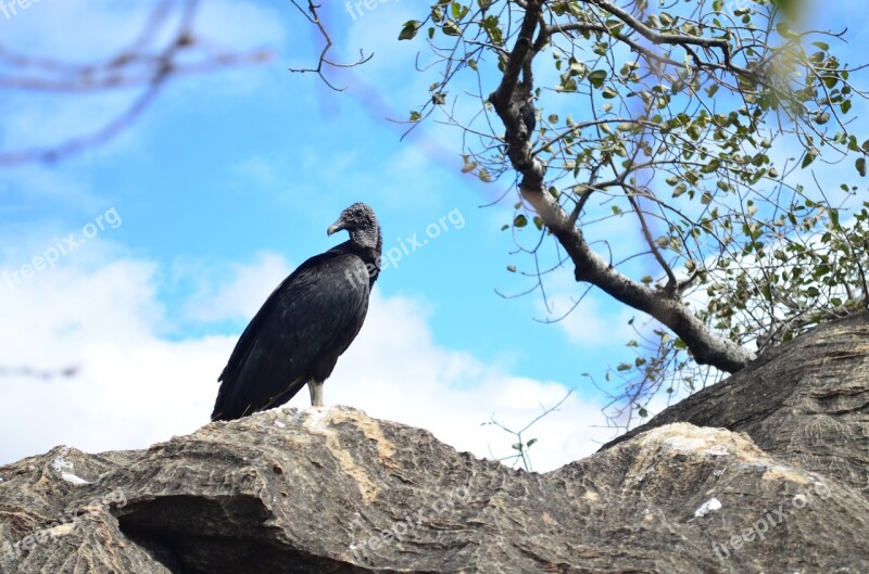 Vulture Bird Paige Free Photos