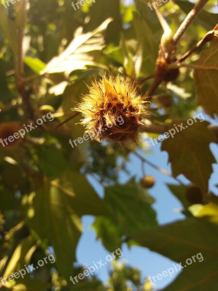 Chestnut Late Summer Chestnut Tree Free Photos