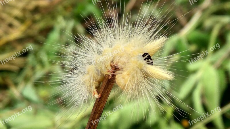 Macro Caterpillars Insect Caterpillar Nature